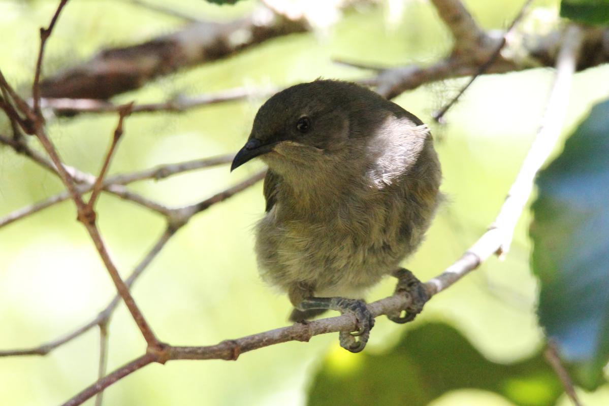 New Zealand Bellbird (Anthornis melanura)